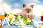 Adam ist 10 Wochen alt ( 26.05.2019 )