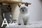 Adam ist 12 Wochen alt ( 09.06.2019 )