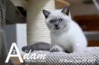 Adam ist 12 Wochen alt ( 09.06.2019 )