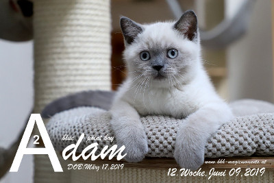 Adam ist 12 Wochen alt ( 09.06.2019 )