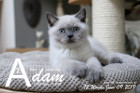 Adam ist 12 Wochen alt ( 09.06.2019 )
