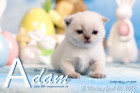 Adam ist 3 Wochen alt ( 06.04.2019 )