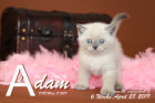 Adam ist 6 Wochen alt ( 28.04.2019 )