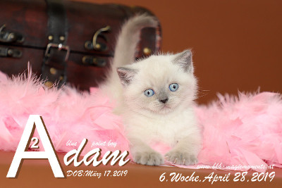 Adam ist 6 Wochen alt ( 28.04.2019 )