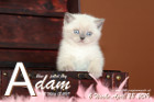 Adam ist 6 Wochen alt ( 28.04.2019 )