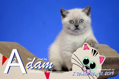 Adam ist 8 Wochen alt ( 11.05.2019 )
