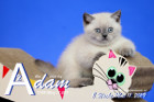 Adam ist 8 Wochen alt ( 11.05.2019 )