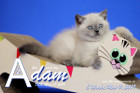 Adam ist 8 Wochen alt ( 11.05.2019 )