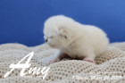 Amy ist 1 Woche alt ( 24.03.2019 )