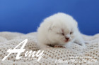 Amy ist 1 Woche alt ( 24.03.2019 )