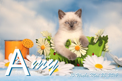 Amy ist 10 Wochen alt ( 26.05.2019 )
