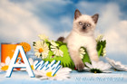 Amy ist 10 Wochen alt ( 26.05.2019 )
