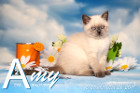 Amy ist 10 Wochen alt ( 26.05.2019 )