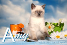 Amy ist 10 Wochen alt ( 26.05.2019 )