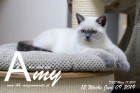 Amy ist 12 Wochen alt ( 09.06.2019 )