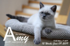 Amy ist 12 Wochen alt ( 09.06.2019 )