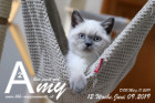 Amy ist 12 Wochen alt ( 09.06.2019 )