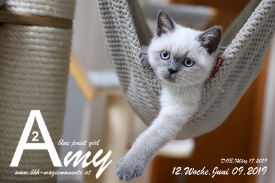 Amy ist 12 Wochen alt ( 09.06.2019 )
