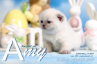 Amy ist 3 Wochen alt ( 06.04.2019 )