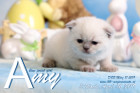 Amy ist 3 Wochen alt ( 06.04.2019 )