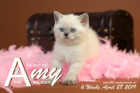 Amy ist 6 Wochen alt ( 28.04.2019 )