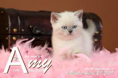 Amy ist 6 Wochen alt ( 28.04.2019 )