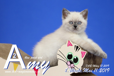 Amy ist 8 Wochen alt ( 11.05.2019 )