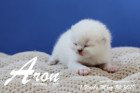 Aron ist 1 Woche alt ( 24.03.2019 )