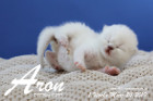 Aron ist 1 Woche alt ( 24.03.2019 )