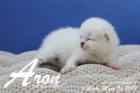 Aron ist 1 Woche alt ( 24.03.2019 )