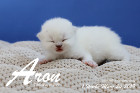 Aron ist 1 Woche alt ( 24.03.2019 )
