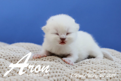 Aron ist 1 Woche alt ( 24.03.2019 )