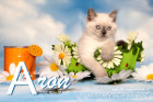 Aron ist 10 Wochen alt ( 26.05.2019 )