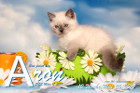 Aron ist 10 Wochen alt ( 26.05.2019 )