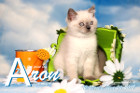 Aron ist 10 Wochen alt ( 26.05.2019 )