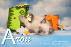 Aron ist 10 Wochen alt ( 26.05.2019 )