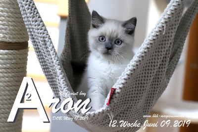 Aron ist 12 Wochen alt ( 09.06.2019 )