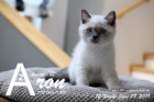 Aron ist 12 Wochen alt ( 09.06.2019 )