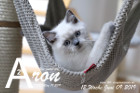 Aron ist 12 Wochen alt ( 09.06.2019 )