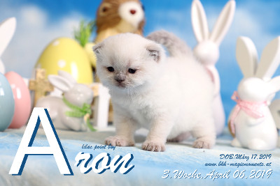 Aron ist 3 Wochen alt ( 06.04.2019 )