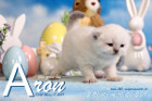 Aron ist 3 Wochen alt ( 06.04.2019 )