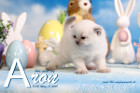 Aron ist 3 Wochen alt ( 06.04.2019 )