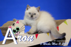 Aron ist 8 Wochen alt ( 11.05.2019 )