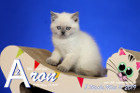 Aron ist 8 Wochen alt ( 11.05.2019 )