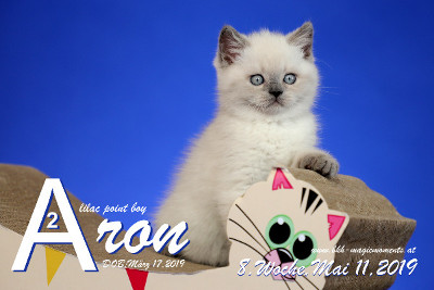 Aron ist 8 Wochen alt ( 11.05.2019 )