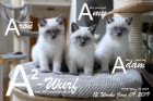 Unser A2-Wurf ist 12 Wochen alt ( 09.06.2019 )