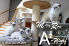 Unser A2-Wurf ist 12 Wochen alt ( 09.06.2019 )
