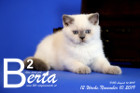 Berta ist 12 Wochen alt ( 10.11.2019 )