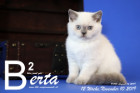 Berta ist 12 Wochen alt ( 10.11.2019 )