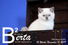 Berta ist 12 Wochen alt ( 10.11.2019 )